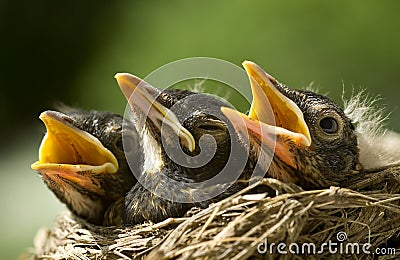 Baby Robins in Nest