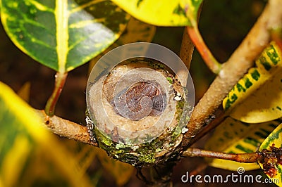 Baby Rufous-tailed hummingbird in the nest