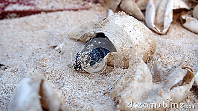 Baby Sea Turtle hatching