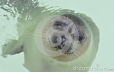 Baby seal in water