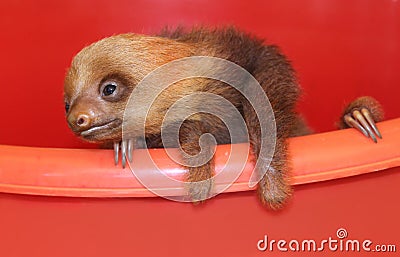 Baby sloth in an animal sanctuary, Costa Rica