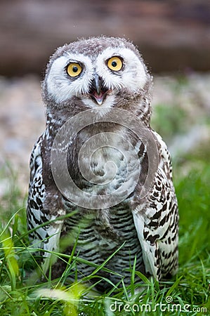 Baby snow owl (lat. Bubo scandiacus)