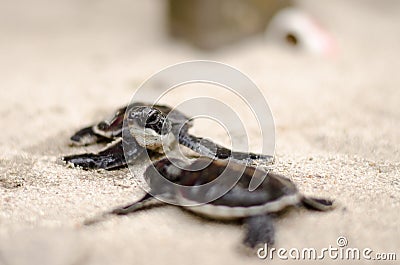 Baby Turtles