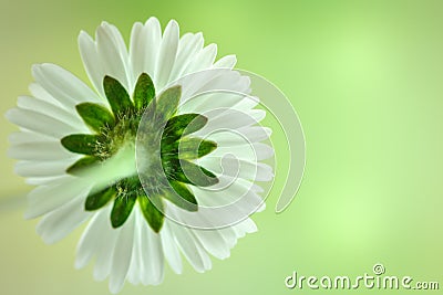 Back of a daisy with selective focus