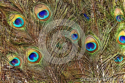 Background with colorful peacock feathers