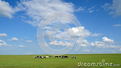 Background of cows under blue sky and white clouds