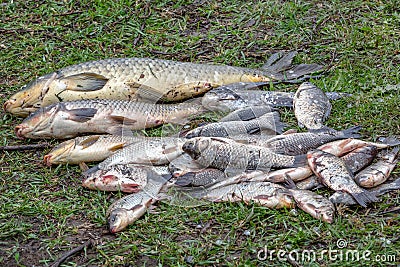 Background freshwater fish caught in the river carp, carp and ch