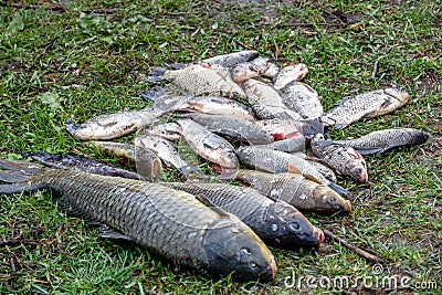 Background freshwater fish caught in the river carp, carp and ch