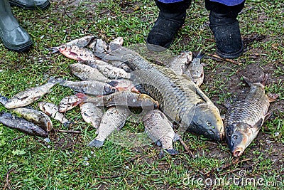 Background freshwater fish caught in the river carp, carp and ch