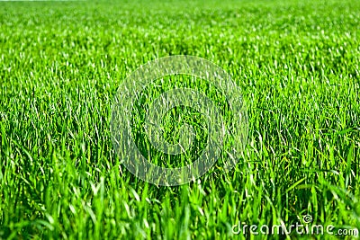 Background of green grass field