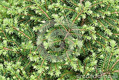 Background of many green branches spruce bush