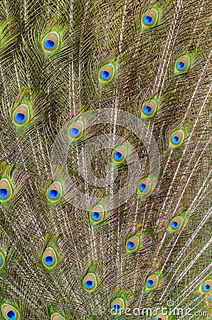 Background with patterns made of peacock feather