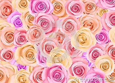 Background of roses