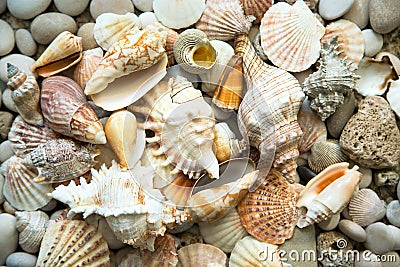 Background of sea shells