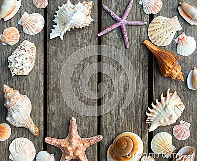 Background of sea shells