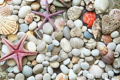 Background of sea shells