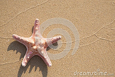 Background of sea star