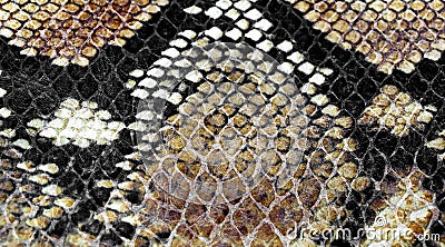 Background of snake skin