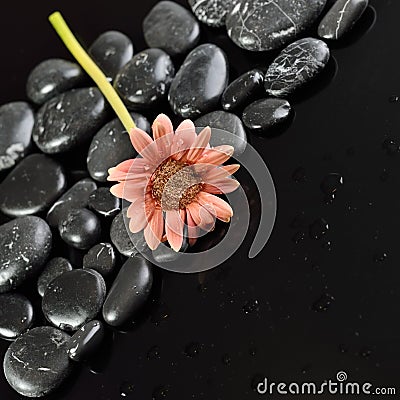 Background of a spa with stones, and gerbera flower