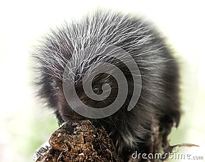 Backlit Baby Porcupine (Erethizon dorsatum)