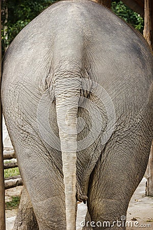 Backside Of Elephant Royalty Free Stock Image - Image ...