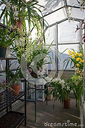 Backyard Greenhouse