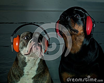 Two dogs with hearing protection