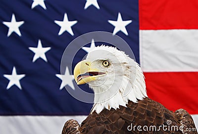 Bald Eagle and American Flag