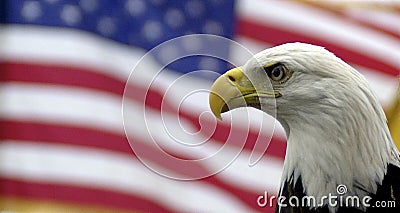 Bald eagle and American flag