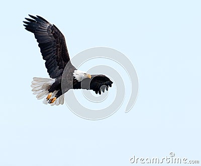 Bald eagle in flight