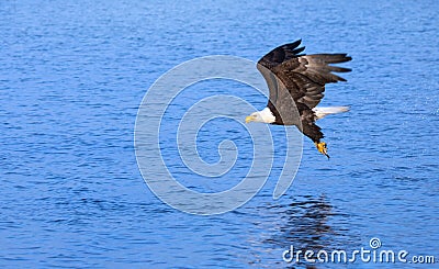 Bald Eagle in Flight , Alaska