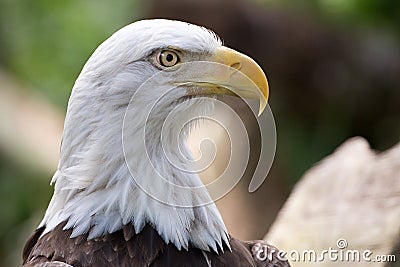 Bald Eagle Head Shot