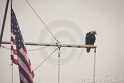 Bald Eagle on a Mast With Flag