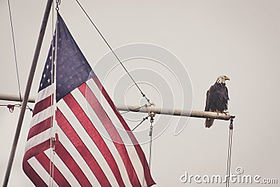 Bald Eagle on a Mast With Flag 2