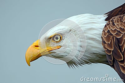 Bald eagle side on portrait