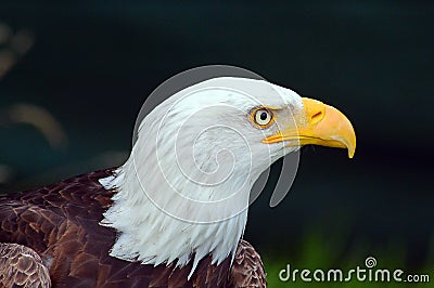 Bald eagle side on portrait