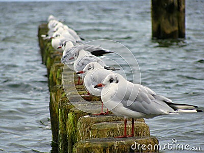 Baltic Sea - line of seagulls on wooden pillars in the water