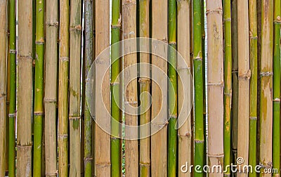 Bamboo fence background texture pattern