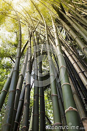 Bamboo forest