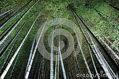 Bamboo forest at night