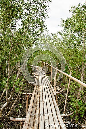 Bamboo walkway in Mangrove forest