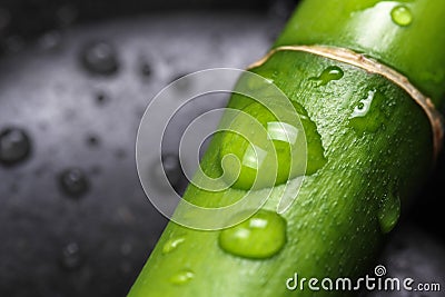 Bamboo with water drops