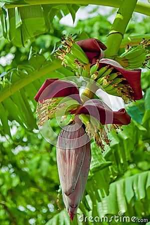 Banana flower with small fruits