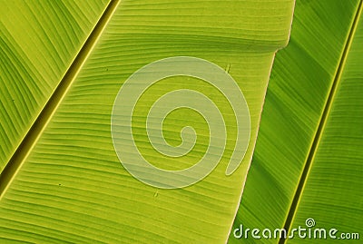 Banana Leaf