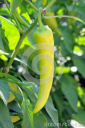 Banana pepper
