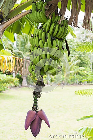 Banana plant with Bloom and Fruits