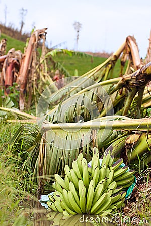 Banana plantation destroyed by a cyclone