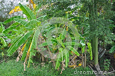 Banana tree plantations at the village