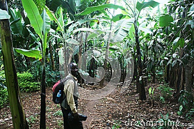 Banana trekking