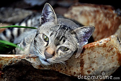 Bangkok, Thailand: Sleepy Cat